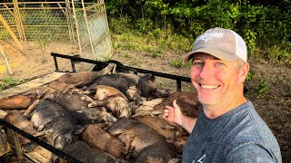 Caught 2 wild hog sounders 10 minutes apart.