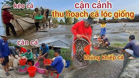 Cảnh thu hoạch cá lóc giống trúng đậm mùa nước nổi