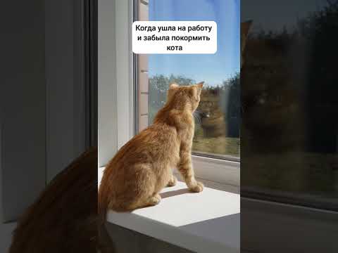 спасибо за подписку #cat #animals #short #животные #кот #рыжийкот # ...