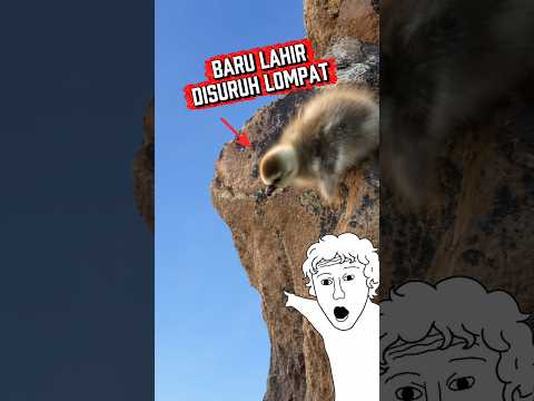 Resiko dilahirin di atas bukit, anak angsa ini dikasih pilihan berat ♎