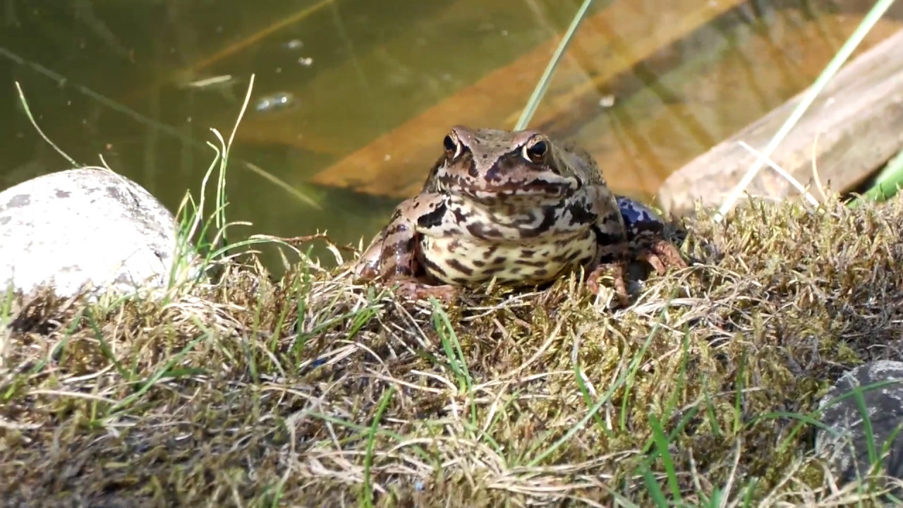 Frosch aus eigenem Gartenteich hüpft über mich und die Kamera YouTube