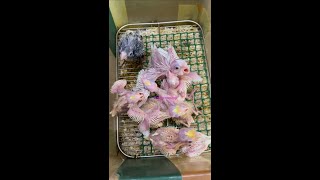 Baby cockatiels waiting to be fed