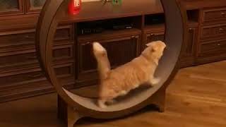 Беговое колесо для кошки от 'Кот Икар'