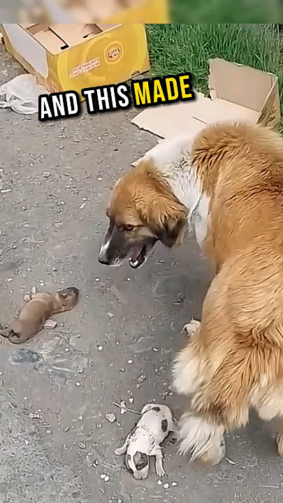 This mother dog and her puppies were thrown away 🥺💔 #shorts