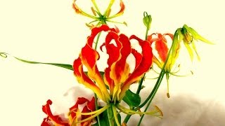 グロリオサの花言葉、特徴、使い方、テクニックをトッププロが教えます