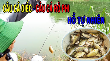 Câu Cá Diếc Câu Cá Rô Phi | Câu Cá Giải Trí Và Ẩm Thực