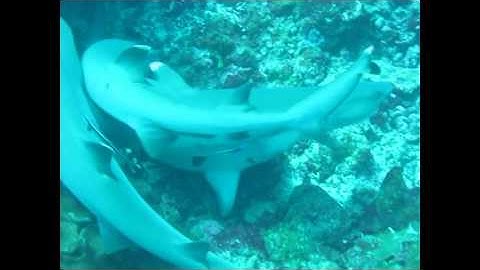 Whitetip reef sharks mating ceremony
