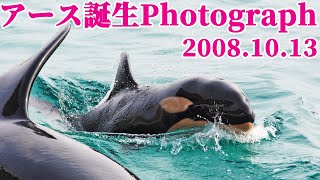 鴨川シーワールド　DVD シャチが生まれた　赤ちゃんシャチ「ラン」の成長記録 鴨川シーワールド DVD シャチが生まれた 赤ちゃんシャチ「ラン