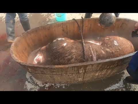 Pig Slaughter - To dehair brown pigs, water temperature is also important