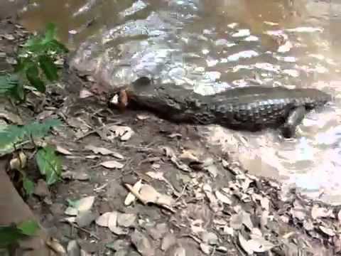 In Brazil - electric fish kills crocodile in the Amazon jungle - alligator dies.mp4