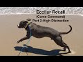 Teaching Ecollar Recall with Pitbull HIGH distractions Part 2-additional footage Teaching Ecollar Recall with Pitbull HIGH distractions Part 2-additional footage
