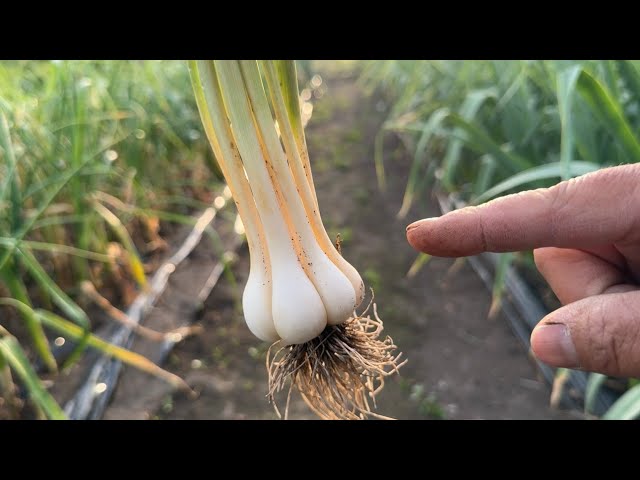 ニンニクが全滅？農作物の被害が拡大してます！24/4/15 - YouTube