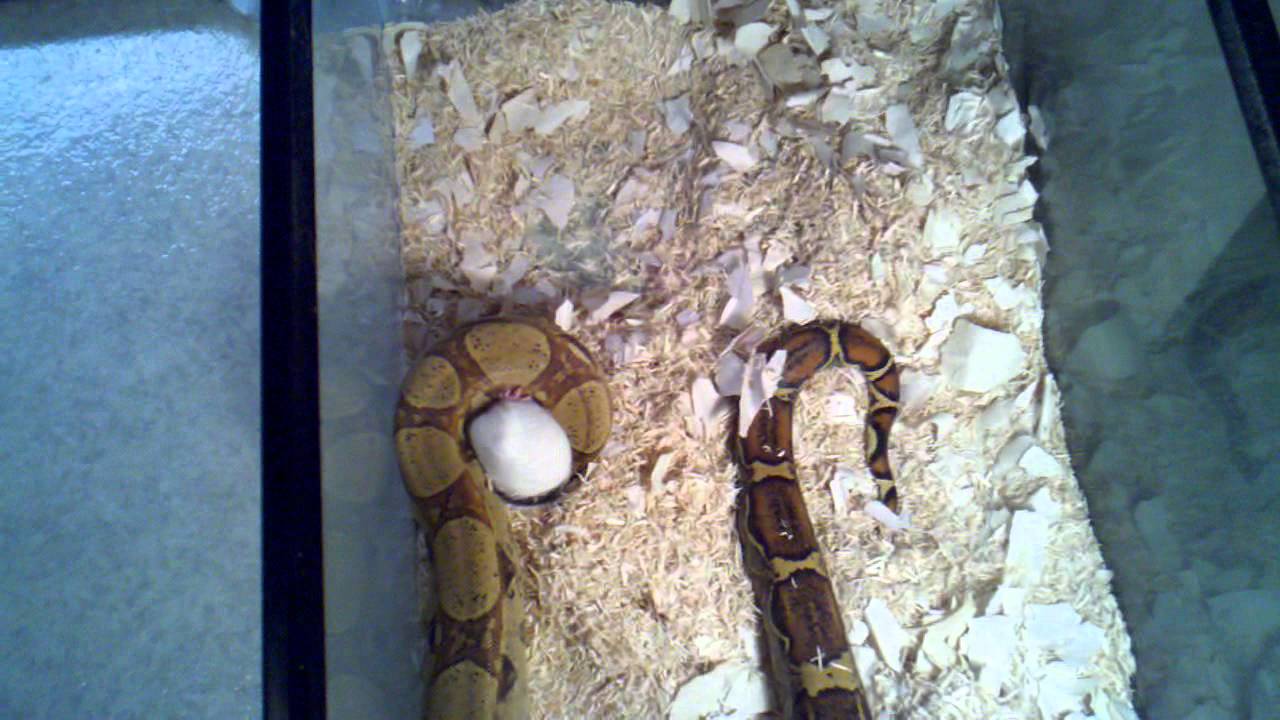 snake oil Snake feeding time...