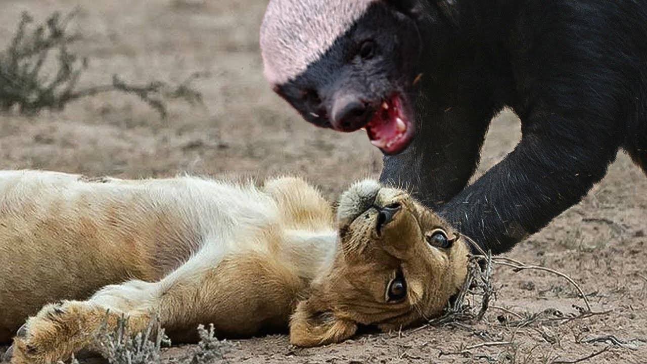 É por isso que texugos de mel são imortais