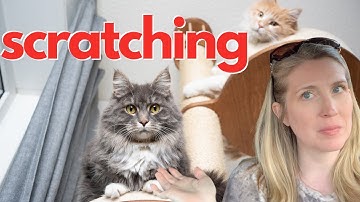 Why Does My Cat Scratch the Furniture