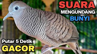 Perkutut Lokal Gacor Suara Besar Pancingan Burung Perkutut Agar Cepat Bunyi.