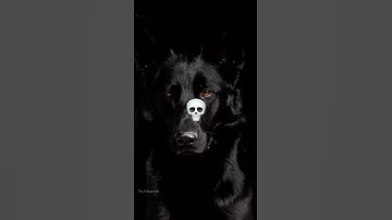 Power of transformation #capcut #edit #dogs #transformation #rollseditz #videoedits60