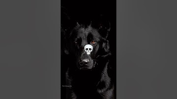 Power of transformation #capcut #edit #dogs #transformation #rollseditz #videoedits60