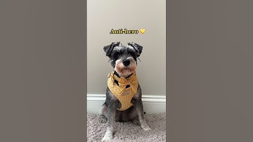 What’s your favourite song from #midnights ? #schnauzer #shorts #taylorswift