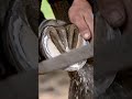 Horse Hoof Transformation | Extreme Cleaning &amp; Polishing