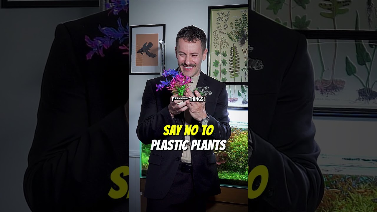 Пластиковым растениям НЕ МЕСТО в аквариуме 🌱 