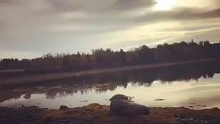 Watch what happens to the rocks! Coastal Maine - Rising Tide Time Lapse