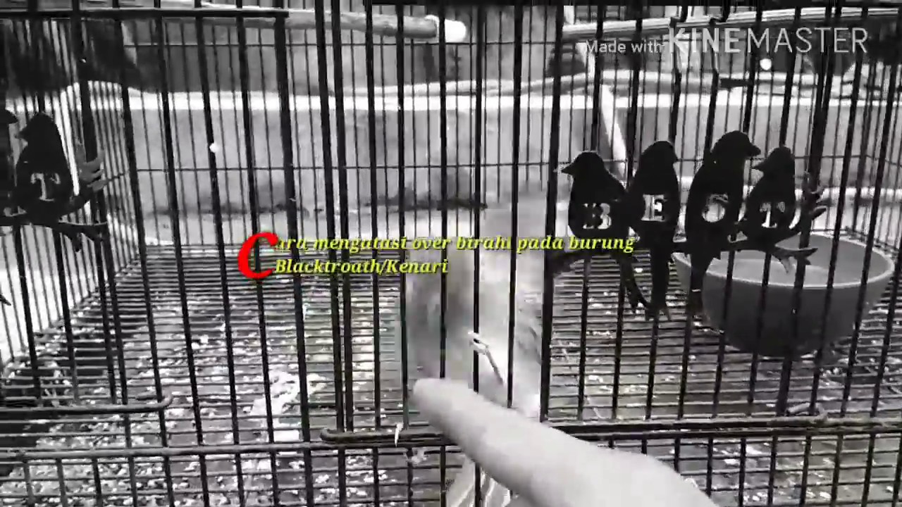 Cara Mengatasi Burung Blackthroat OB 