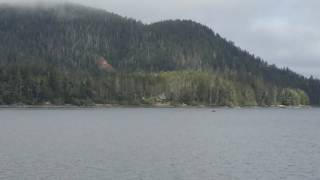 Sitka whale and otter tour
