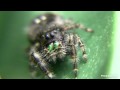 Jumping Spider 02 (Phidippus audax) - Macro View