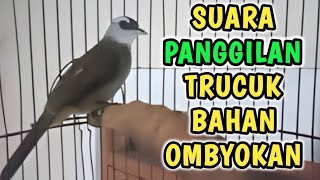 Punya Trucukan Bahan Pakai Pancingan Ini Trucukan Bahan Ombyokan Jadi Rajin Bunyi Gacor