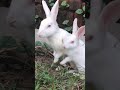 Two Rabbit playing each other #shorts