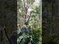 😍Koala cute bears | cute koala | shorts 💕🌝
