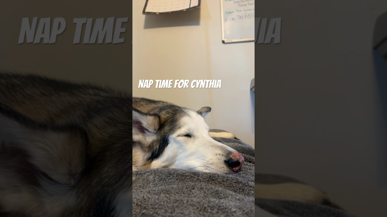 My Huskies Nap Time 😴 🐶 