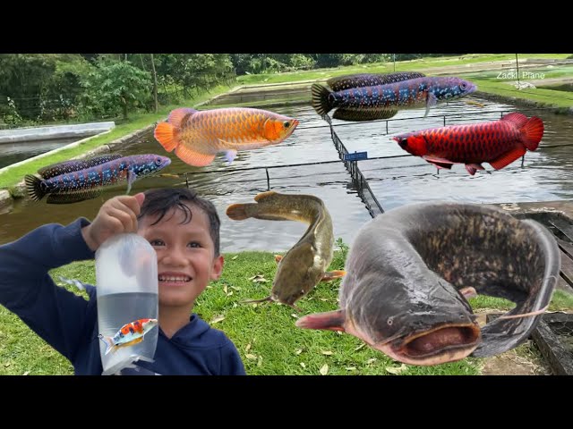 Kepeternakan Ikan Raksasa, Ikan Lele Raksasa, Arwana Raksasa, Chana, Manfish, Ikan Mas, Mujaer class=