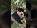 Without A Care In The World | iPanda #shorts