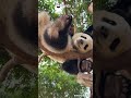 Without A Care In The World | iPanda #shorts #HKpanda