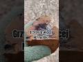 Myślisz, że grzyby są bezużyteczne?To największy błąd #bushcraft #survival  #grzyby