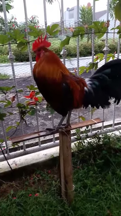 Suara kokok ayam ketawa gretek