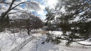 Tree Removal  |  Time Lapse