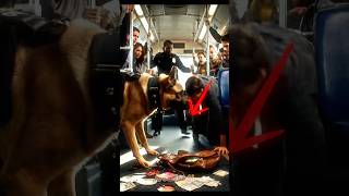 Police German Shepherd Stops Bus Thief From Stealing Handbag 🤯 #dog #rescue #germanshepherd