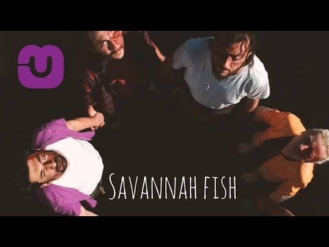 Savannah Fish - დრო უფრო ნელა გადის #usmine #უყურეხმას