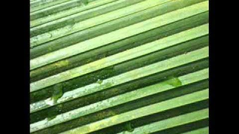 Various Artists - Herbs From Universe / UTC035D