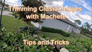 Trimming Clusia Hedges with Machete