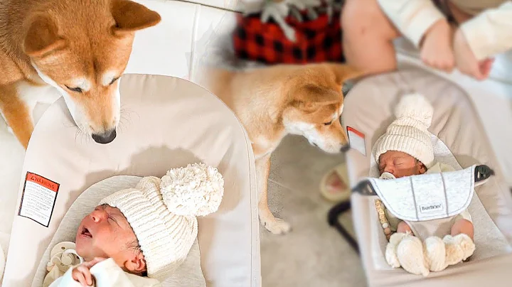Baby Meets Puppy for First Time! *BAD IDEA*