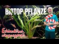 Eine Schwertpflanze für Biotop- und Kaltwasser-Aquarien | Echinodorus uruguayensis | Türchen 5