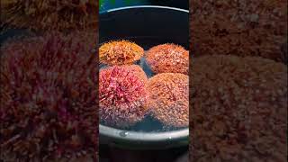 Fresh seafood #youtubeshorts #seafood #adventure #samalisland #philippines Fresh seafood #youtubeshorts #seafood #adventure #samalisland #philippines