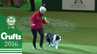 Pastoral Group Winner Interview | Crufts 2016