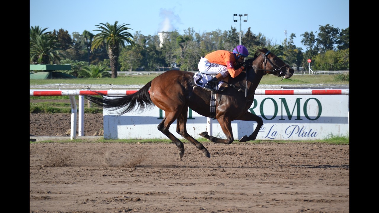 Especial Haras La Biznaga 2026 - Guadilu (Señor Candy)