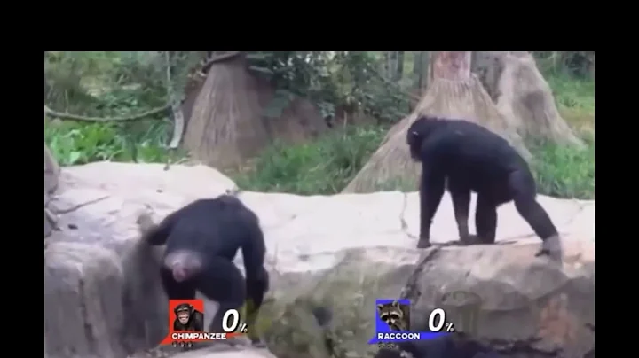 Chimpanzee vs raccoon