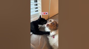 A mini aussie 🐶 LOVE STORY ❤️ starring 🐈‍⬛ #tuxedoboi #miniaussie #tuxedocat